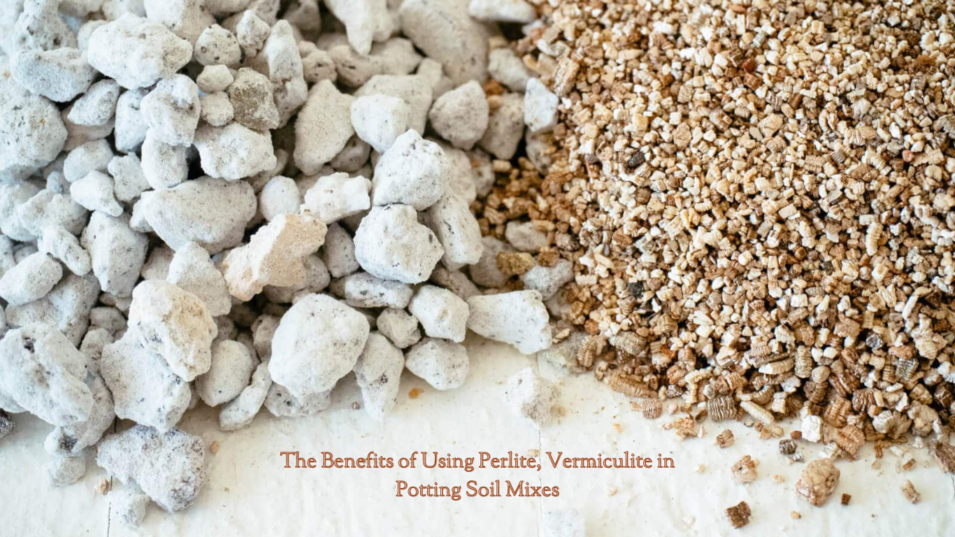 The Benefits of Using Perlite, Vermiculite, and Other Additives in Potting Soil Mixes