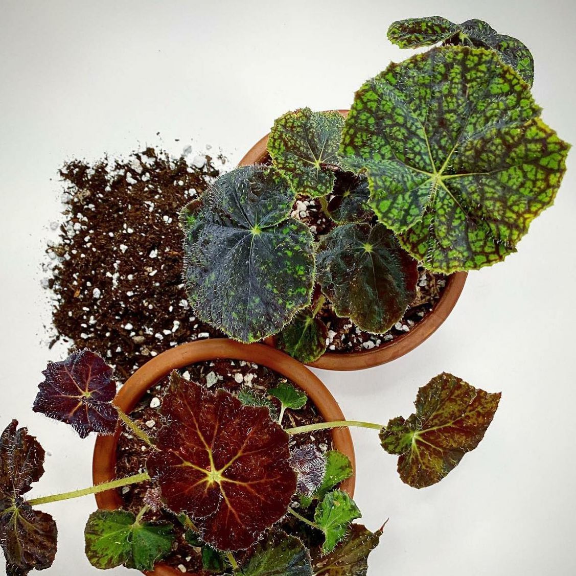 Why Choosing the Right Soil and Potting Mix Essential for Plant Growth