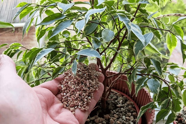 How Vermiculite Transforms Soil Quality for Better Plant Growth