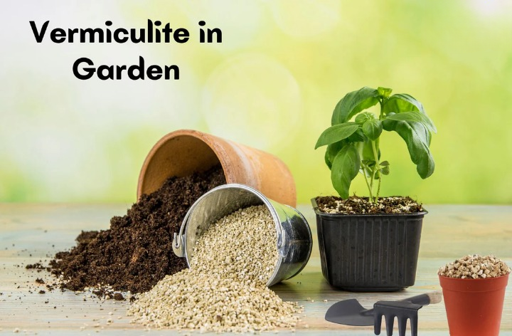 Vermiculite for Indoor Plants: How It Improves Soil Aeration