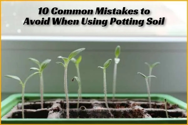10 Common Mistakes to Avoid When Using Potting Soil