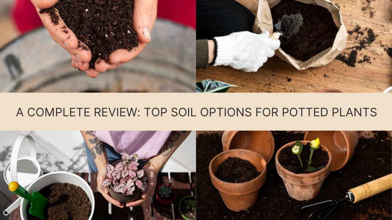 A Complete Review: Top Soil Options for Potted Plants