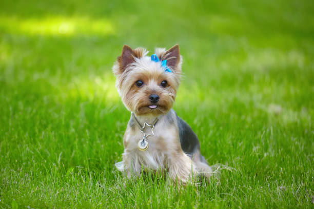 Understanding the Growth Stages of Yorkies: A Comprehensive Guide