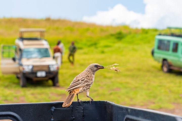 Experience the Incredible Avian Diversity: Birding Tours in Kenya