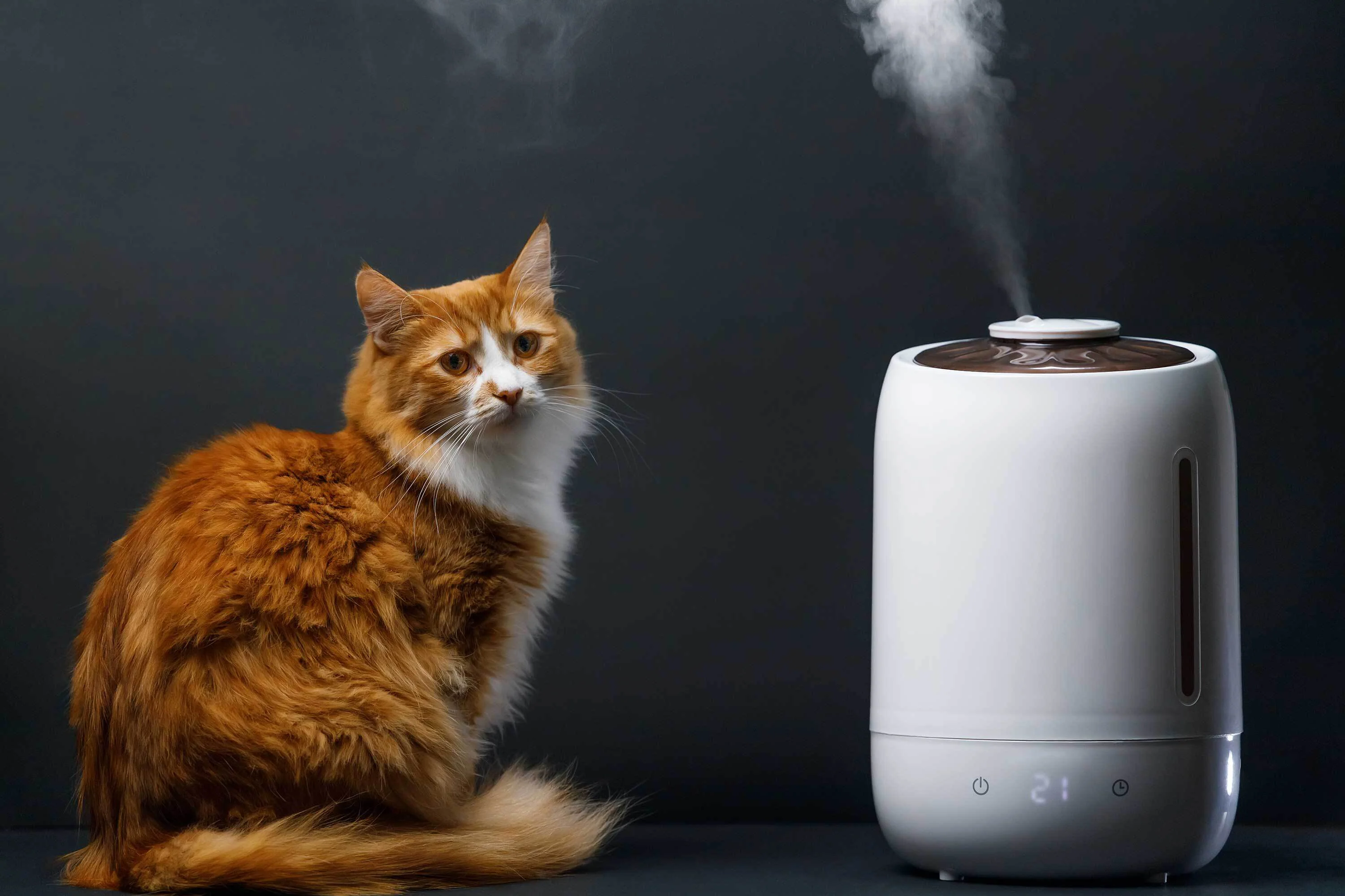 Best Humidifiers for Cats with Asthma and Allergies
