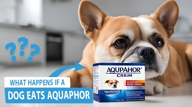 What Happens If a Dog Eats Aquaphor?
