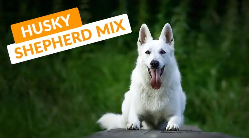 Husky Shepherd Mix: A Closer Look at This Unique Mix