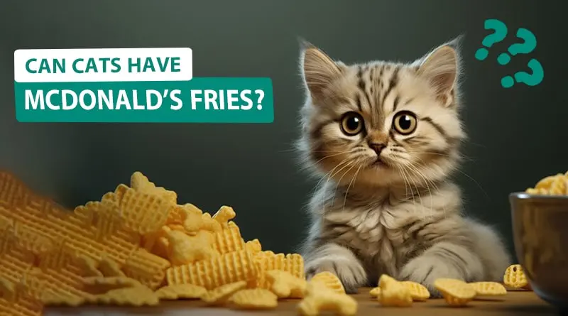 Can Cats have McDonald’s Fries? Is it Safe?