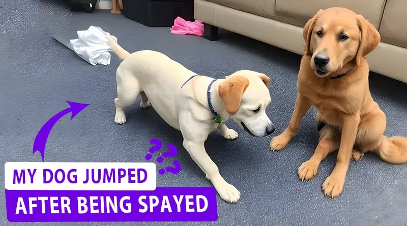 Why did My Dog Jumped after being Spayed? Is it Normal?
