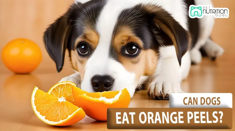 Can Dogs Eat Oranges? Comprehensive Guide