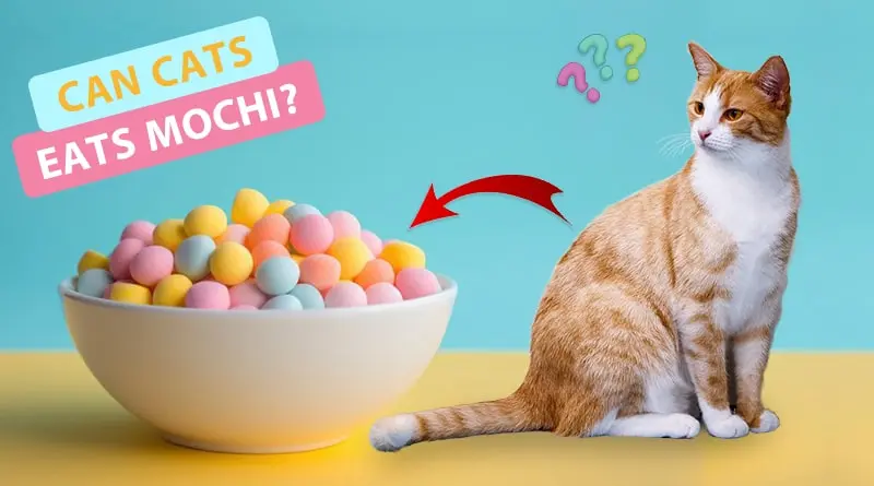 Can Cats Eat Mochi? What Every Pet Owner Should Know