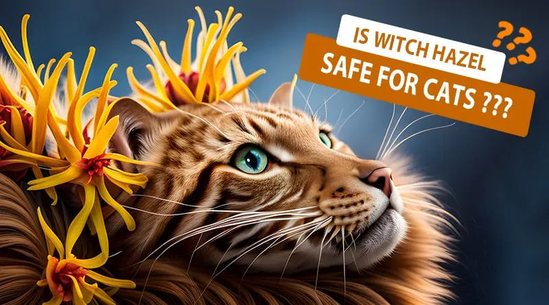 Is Witch Hazel Safe for Cats: What You Need to Know