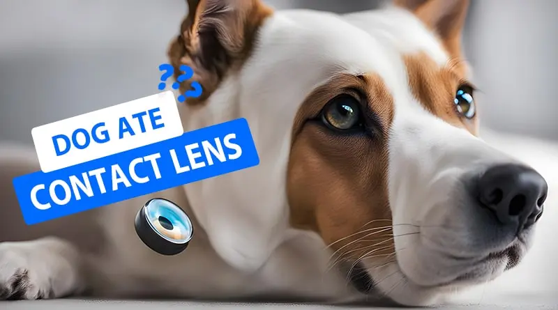My Dog ate Contact Lens: How to React?