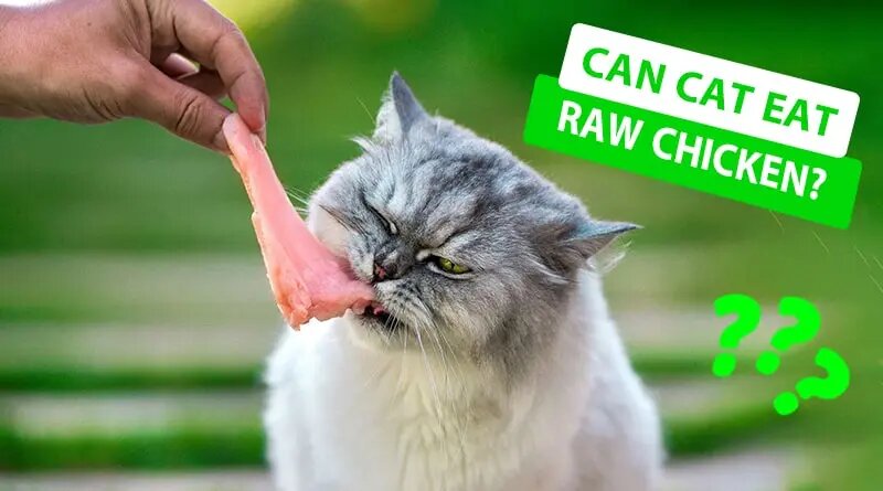 How Much Chicken to Feed a Cat per Day?