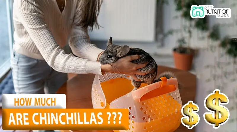 How Much Are Chinchillas? Comprehensive Fact