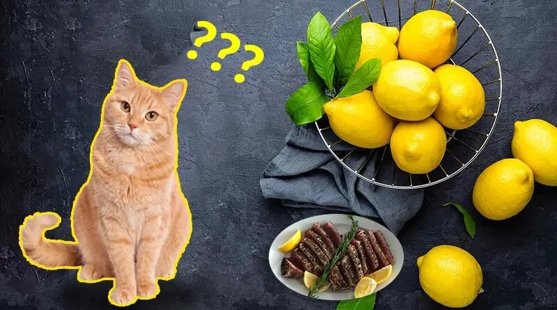 Can Cats Have Lemon Pepper Tuna? Risks and Facts