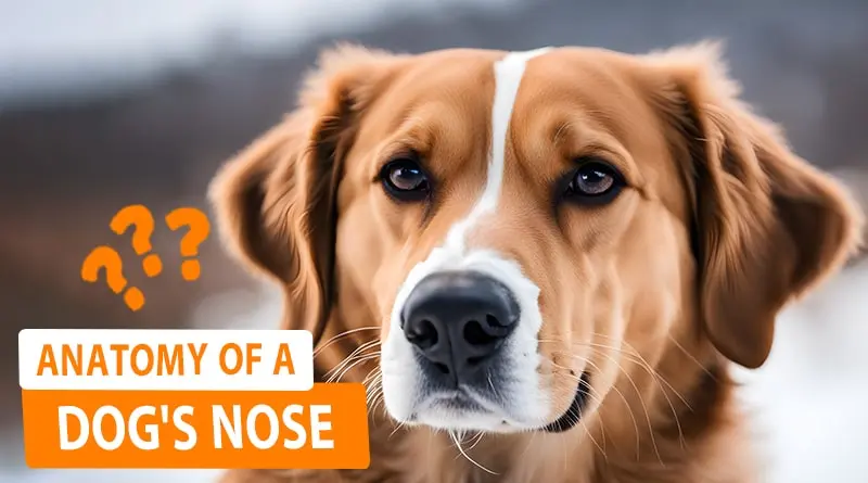 White Salt Line on Dog’s Nose (Possible Causes)