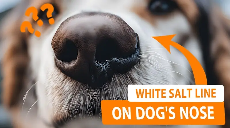 White Salt Line on Dog’s Nose (Possible Causes)