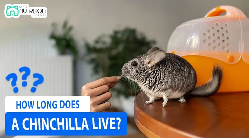 How Long Does a Chinchilla Live? Chinchillas Lifespan