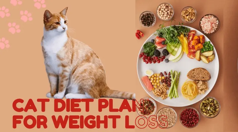 Best Cat Diet Plan for Weight Loss in 2023