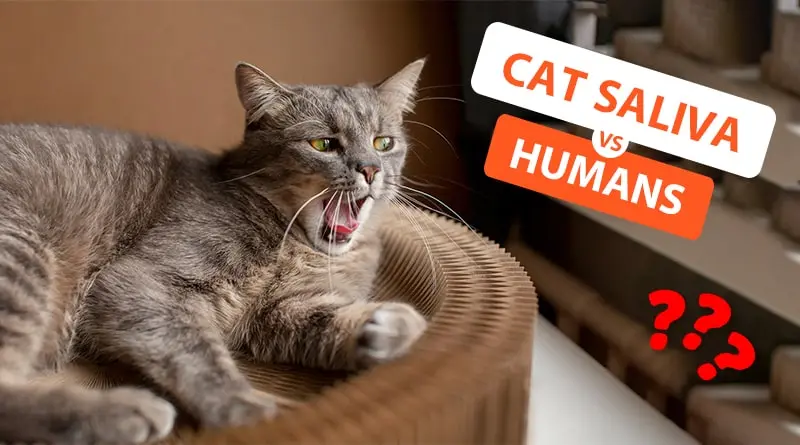 Is Cat Saliva Harmful to Humans? Separating Fact from Fiction