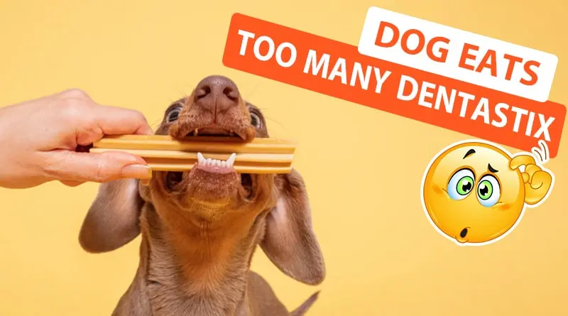 What Happens if a Dog Eats Too Many Dentastix: Risks & Consequences