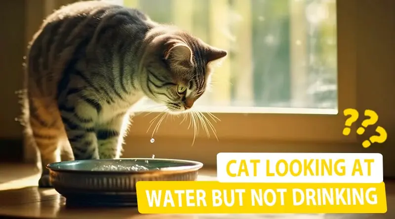 Why is My Cat Looking at Water but Not Drinking?