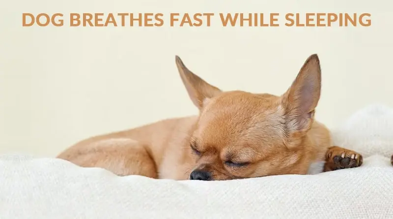 Dog Breathes Fast While Sleeping: Reasons & Solutions