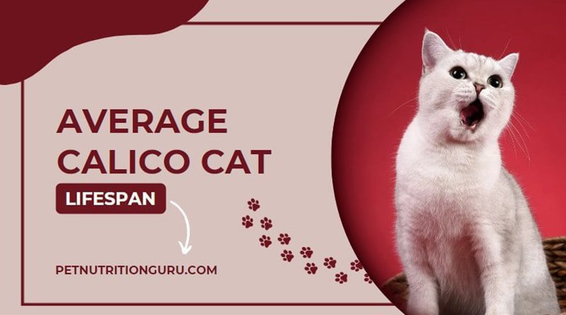 Average Calico Cat Lifespan: 11 Crucial Point about it