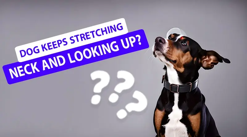 Why Does My Dog Keeps Stretching Neck and Looking Up?