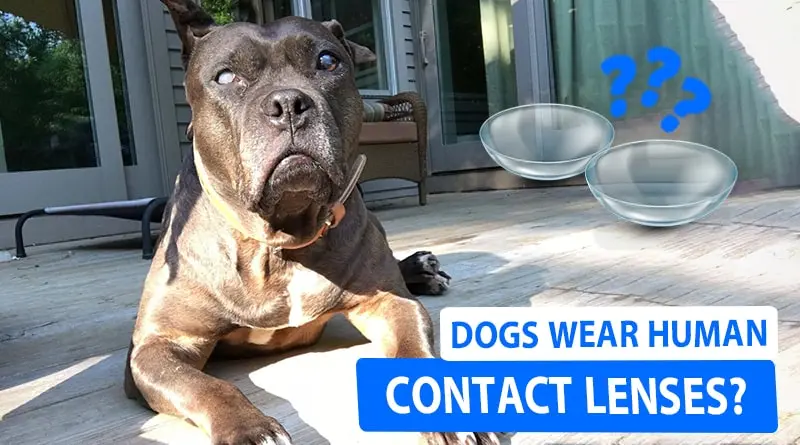 My Dog ate Contact Lens: How to React?
