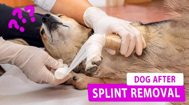 What to Expect for Your Dog After Splint Removal?