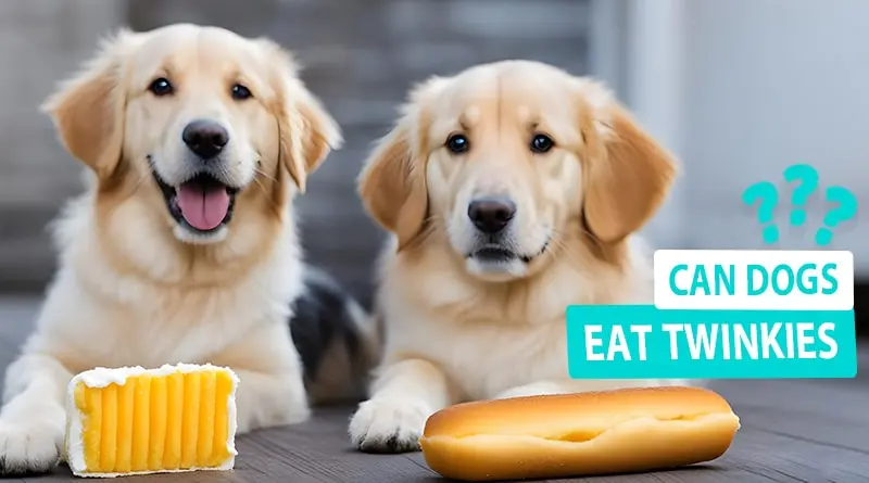 Can Dogs Eat Twinkies? Is it a Safe Treat?
