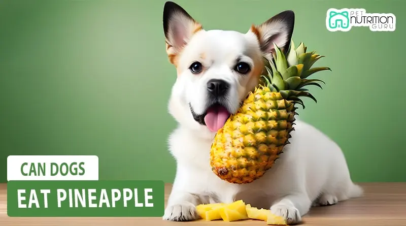 Can Dogs Eat Pineapple? Comprehensive Advice