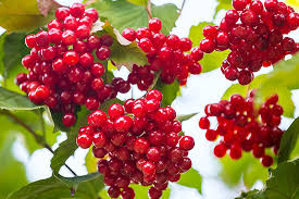 Red Berries Market Size, In-depth Analysis Report and Global Forecast to 2032