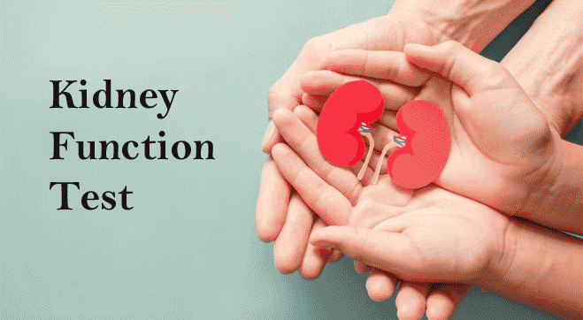 Global Kidney Function Tests Market 2023: COVID-19 Impact Analysis and Industry Forecast Report, 2032
