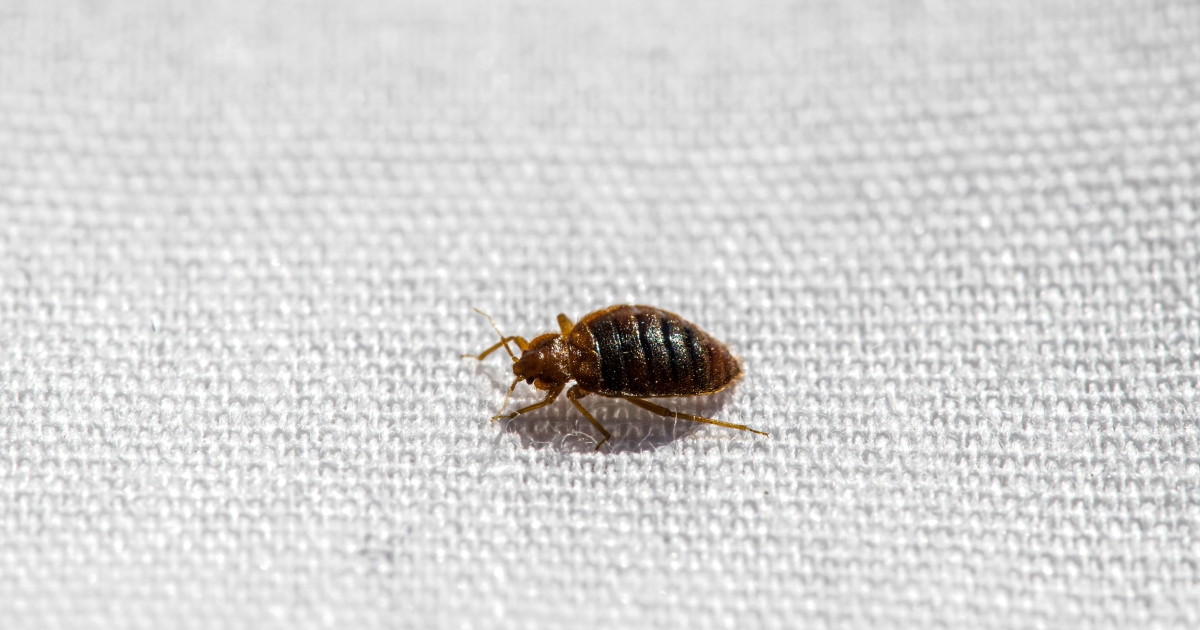 Bed Bug Niagara Falls Control Services Keep Homes Protected