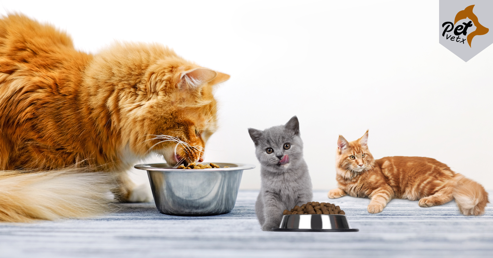A Grooming Guide for Happy and Healthy Cats and Dogs