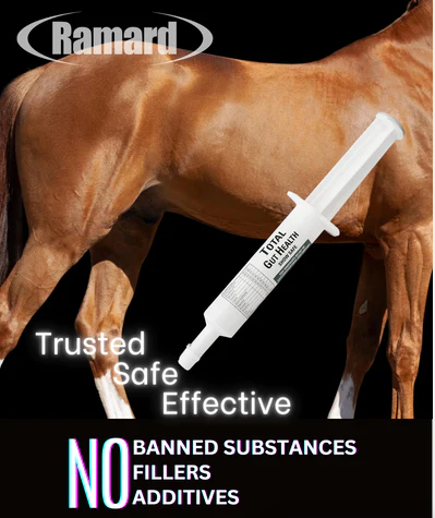 Horse Gut Health Supplements and Their Importance 