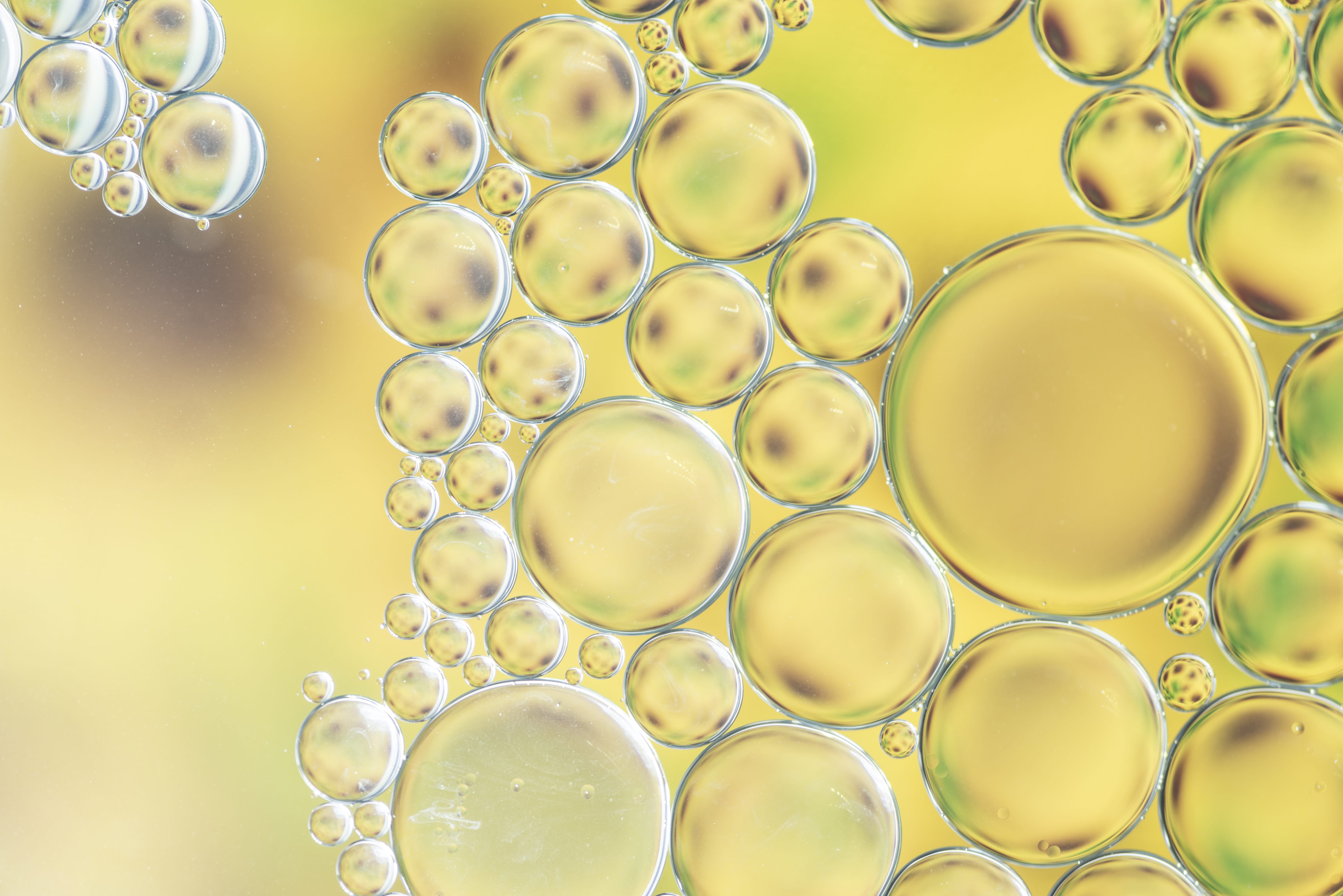Single Cell Oil Market Share , Size And Strategies 2023-2032