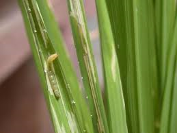 2018-2023 Thiocyclam Market Revenue, Outlook, Segment and Competitive Forecast Report