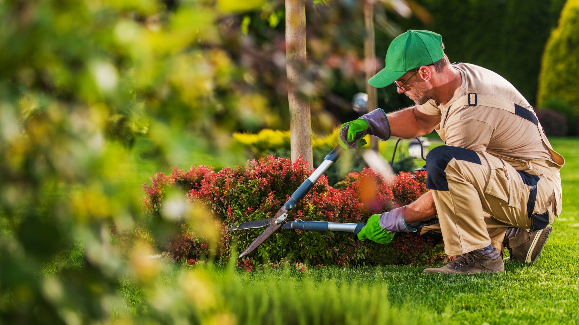 Making Houston Greener: Texas Tree Expert's Tree Services