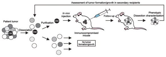 Unveiling Potential: Advancements and Trends in the Stem Cell Assay Market 