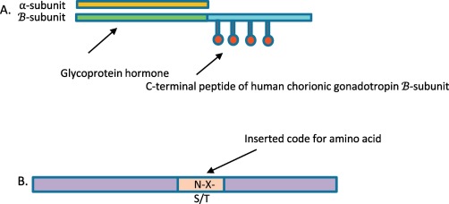Revolutionizing Reproductive Health: Dynamics and Developments in the Corifollitropin Alfa Market