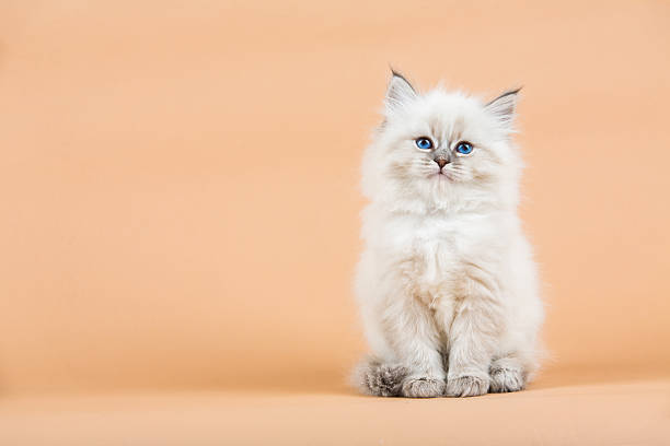 Exploring the Fascinating World of Dog or Cat Breeds