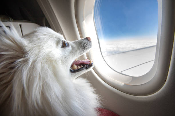 The Ultimate Guide to Traveling with Your Furry Friend: Safety and Security Tips