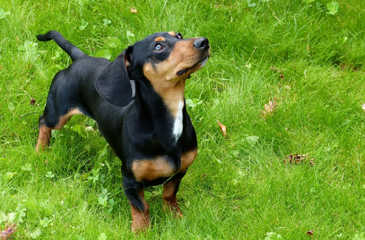 The Joy of Pet Ownership: Enhancing Your Child's Life with a New Furry Friend