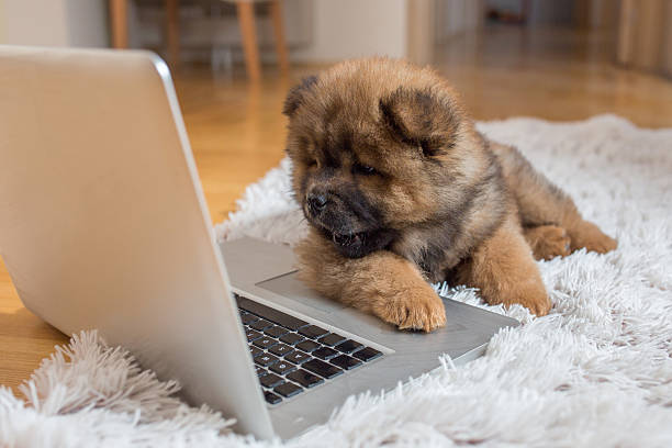 Unveiling the Intelligence of Our Furry Friends