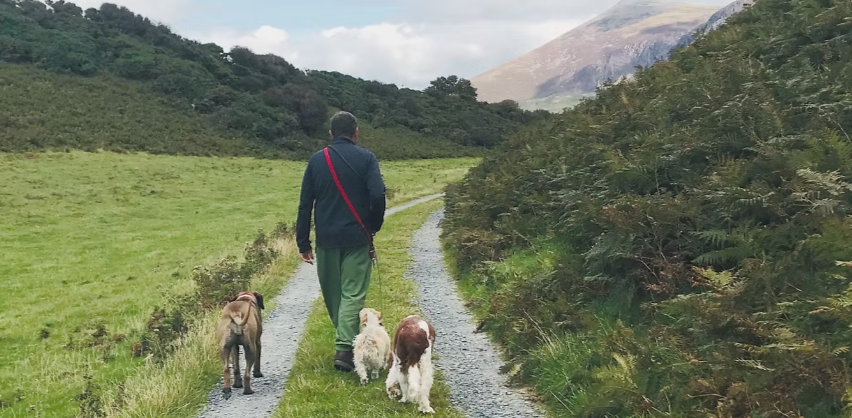 Transforming Pets with Skilled Professional Dog Trainers in North Wales