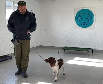 Pawfect Training: Best Dog Services in North Wales